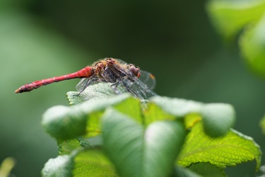 Blodrød Hedelibel (Sympetrum sanguineum)