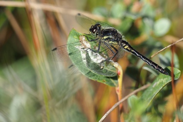 Sort Hedelibel (Sympetrum danae)