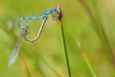 Almindelig Vandnymfe (Enallagma cyathigerum)