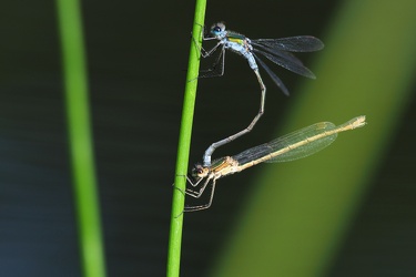 Almindelig Kobbervandnymfe (Lestes sponsa)