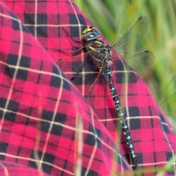 Siv-mosaikguldsmed (Aeshna juncea)