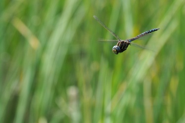Siv-mosaikguldsmed (Aeshna juncea)