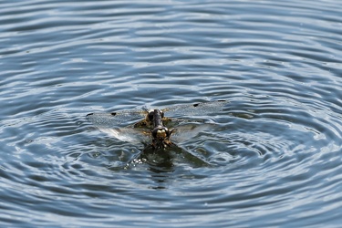 Fireplettet Libel (Libellula quadrimaculata)