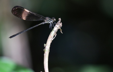 Damselfly - Polythore manua