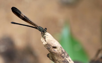 Damselfly - Polythore manua