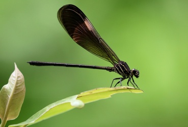Damselfly - Polythore manua