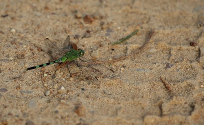 Dragonfly - Erythemis vesiculosa