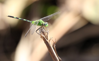 Dragonfly - Erythemis vesiculosa