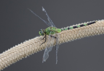 Dragonfly - Erythemis vesiculosa