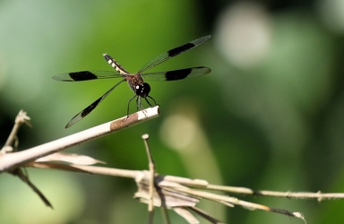 Dragonfly - Erythrodiplax umbrata