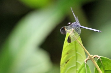 Dragonfly - Uracis sp.?