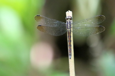 Dragonfly - Dasythemis sp.?