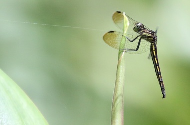 Dragonfly - Dasythemis sp.?