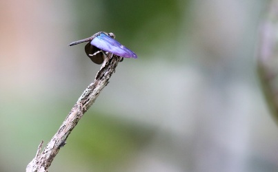 Dragonfly - Zenithoptera lanei