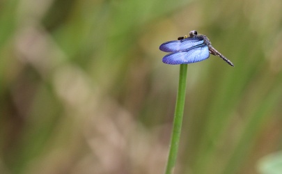 Dragonfly - Zenithoptera lanei