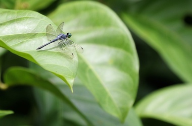 Dragonfly - Oligoclada sp. (laetitia/pachystigma?)