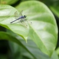 Dragonfly - Oligoclada sp. (laetitia/pachystigma?)