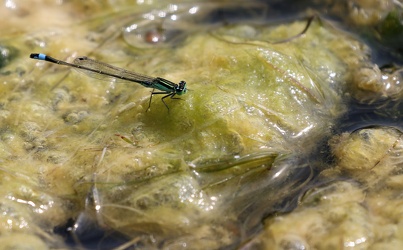 Damselfly - Ischnura ramburii