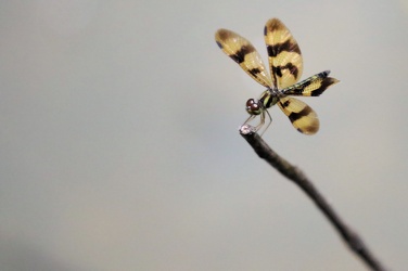 Dragonfly - Perithemis thais