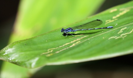 Damselfly - Argia oculata