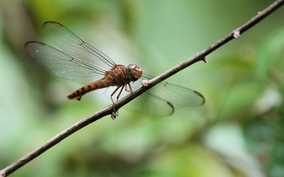 Dragonfly - Orthemis discolor