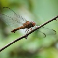 Dragonfly - Orthemis discolor