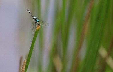 Dragonfly - Micrathyria pseudeximia