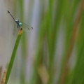 Dragonfly - Micrathyria pseudeximia