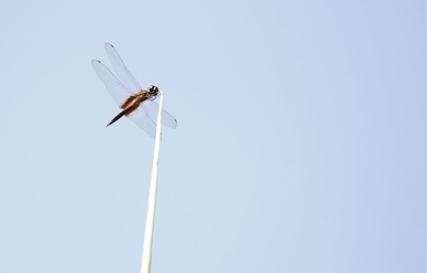 Dragonfly - Tramea calverti