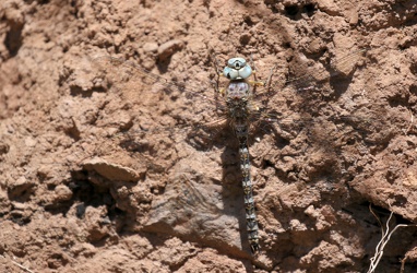 Dragonfly - Rhionaeschna sp.?