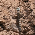 Dragonfly - Rhionaeschna sp.?