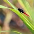 Dragonfly - Erythemis peruviana