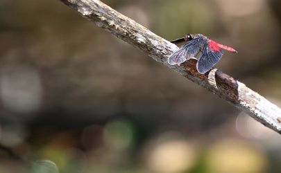 Dragonfly - Diastatops pullata
