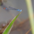 Damselfly - Telebasis rubricauda