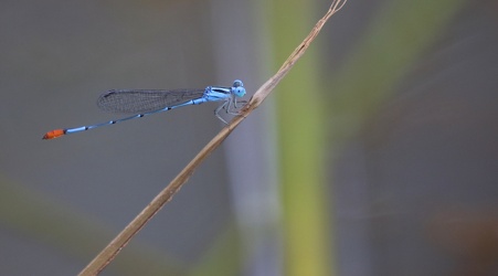 Damselfly - Telebasis rubricauda