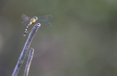 Dragonfly - Erythrodiplax sp.? (attenuata?)