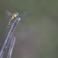 Dragonfly - Erythrodiplax attenuata