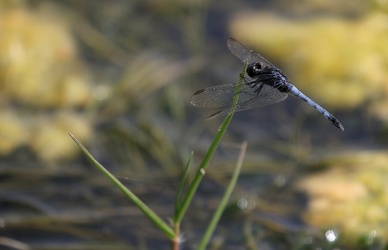 Dragonfly - Erythrodiplax cleopatra