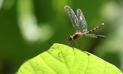 Dragonfly - Erythrodiplax sp. (basalis?)