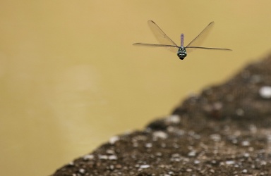 Dragonfly - Aphylla producta