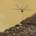 Dragonfly - Aphylla producta