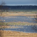 Kortnæbbet Gås, Sædgås m.fl.