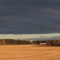 Skovsædgås under en blyfarvet himmel