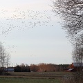 Sangsvane, Kortnæbbet Gås og Sædgås
