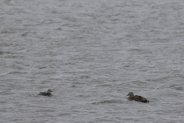 Havlit og Kongeederfugl