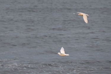 Ismåge og Gråmåge