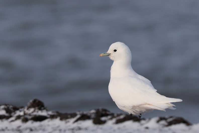 JPK_EOS R_022821.web.jpg