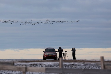 Ederfugletræk over obsposten