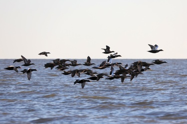 Ederfugl og Kongeederfugl