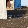 Varied Thrush